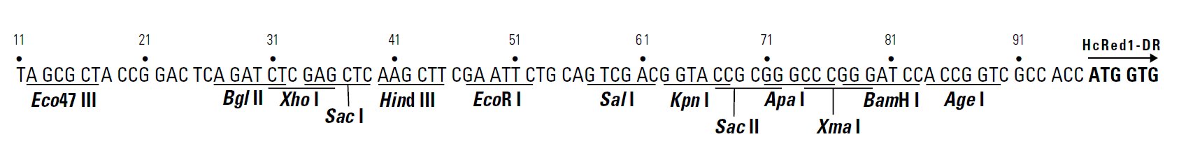 pHcRed1-DR 多克隆位点 点击看大图 pHcRed1-DR 多克隆位点